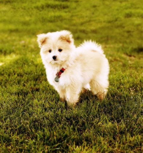 The following colors are akc standard; Pomeranian Poodle Mix Puppies For Sale Near Me - Pets Lovers