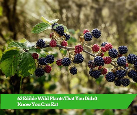 62 Edible Wild Plants That You Didnt Know You Can Eat