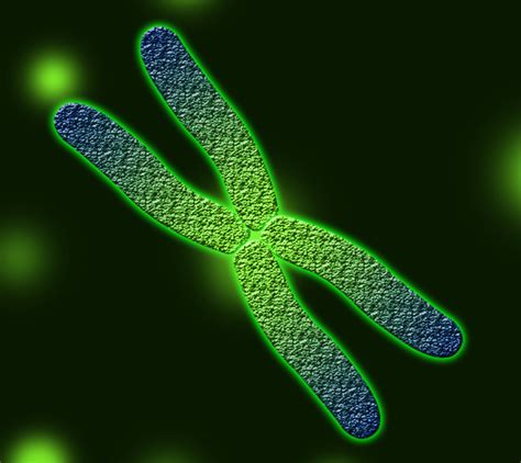 Chromosomes 1 Zappys Technology Solutions Flickr