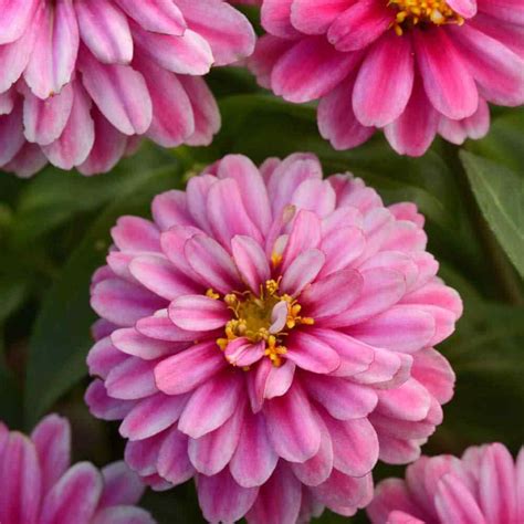 Dig a hole that is. Zinnia Marylandica Zahara Double Raspberry Ripple Flower Seeds