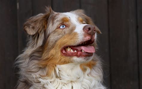 Free Images Male Vertebrate Dog Breed Odin Australian Shepherd