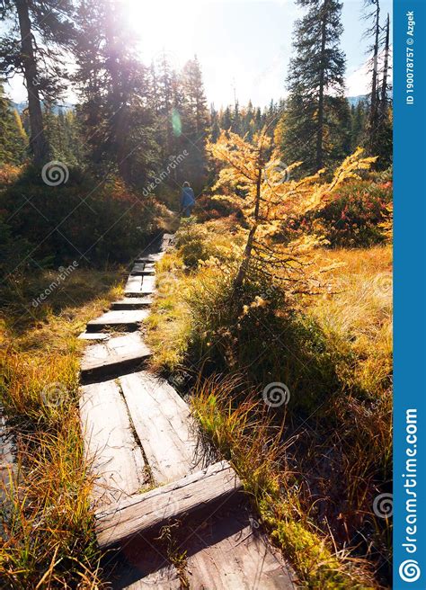 Beautiful Autumn Pine Forest Stock Image Image Of Reflection Season