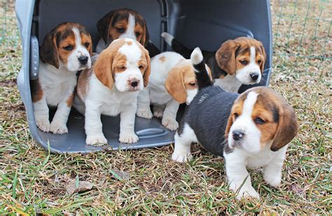 Beagle Puppies California