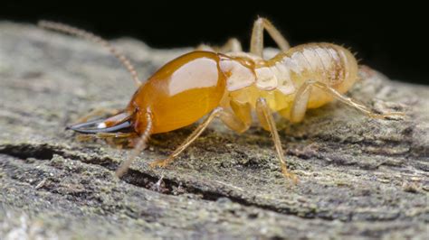 6 sure warning signs of a termite infestation