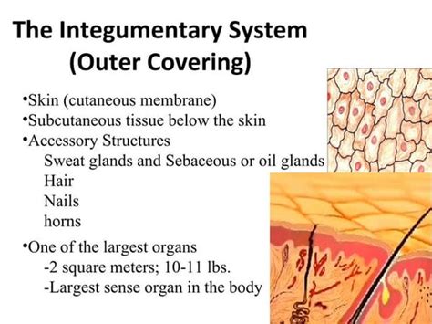The Integumentary System Slide Show