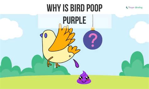Why Is Bird Poop Purple Causes And Curiosities
