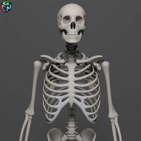 Human Skeleton Max