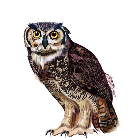 Illustration Owl On Behance