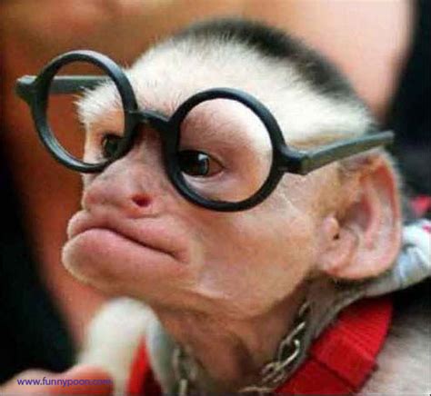 Funny Photo Frames Funny Monkey Pictures With Glasses