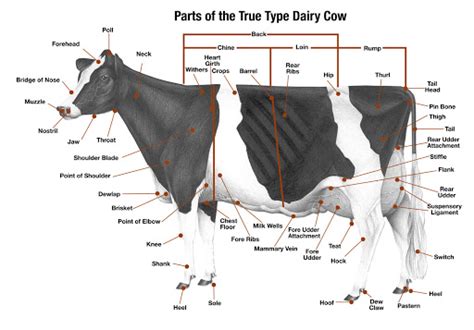 Udder From Moo To You Udder Your Guide To The Dairy Industry Do