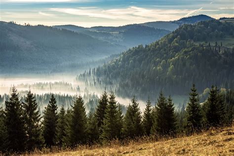 Coniferous Forest In Foggy Romanian Mountains At Sunrise Free Photo