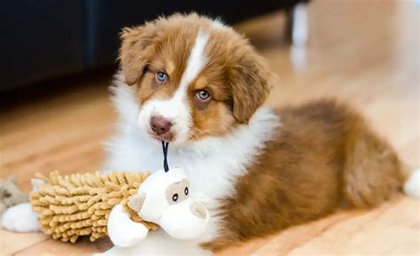 Best Toys For Australian Shepherds 2023 Review And Guide