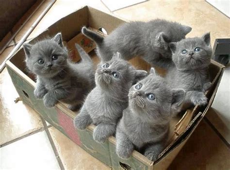 Pin By Suzy Pommier On Animals Grey Kitten Cats Baby Animals