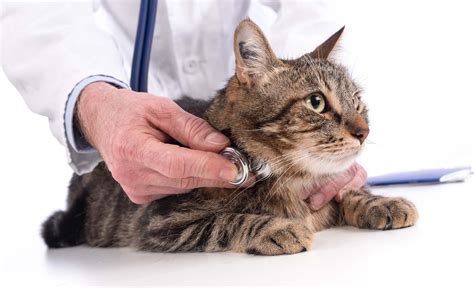 Cat Veterinary Services Meadows Cat Hospital Your Trusted Cat Vet