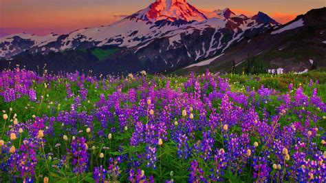 Spring Flowers In The Mountains Hd Wallpaper Background