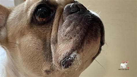 Why Your French Bulldog Is Drooling And When To Worry Funny Little