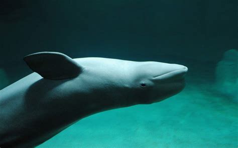 Green Aquarium Dolphins Beluga Whales Wallpapers Hd Desktop And
