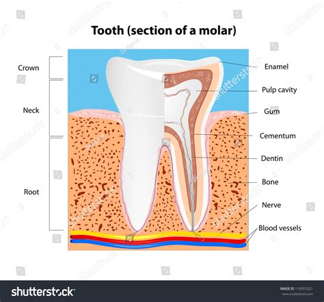 Tooth Anatomy Section Of A Human Molar Vector Scheme 116557021