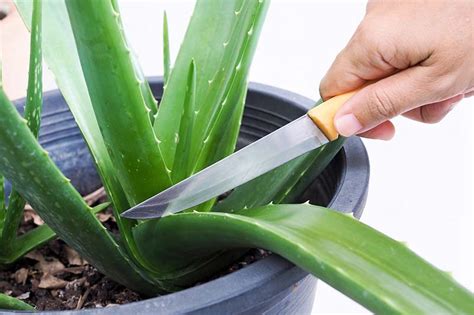 How To Start A Aloe Vera Plant From A Cutting