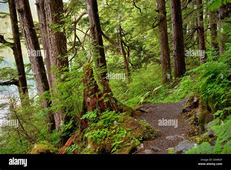 Beaver Lake Trail Tongass National Forest Se Alaska Near Sitka Stock
