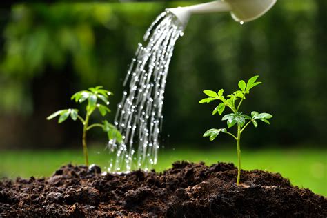 When to move plants outdoors. Is Softened Water Safe for Plants? | Aquarius Water ...