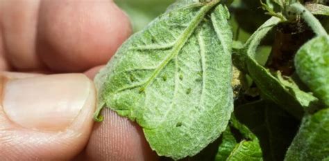16 Proven Ways To Get Rid Of Aphids On Hibiscus 2021 The Gardening Dad