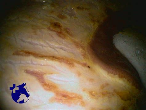Gastric Ulcers In Horses What To Do Demorette Dierenkliniek