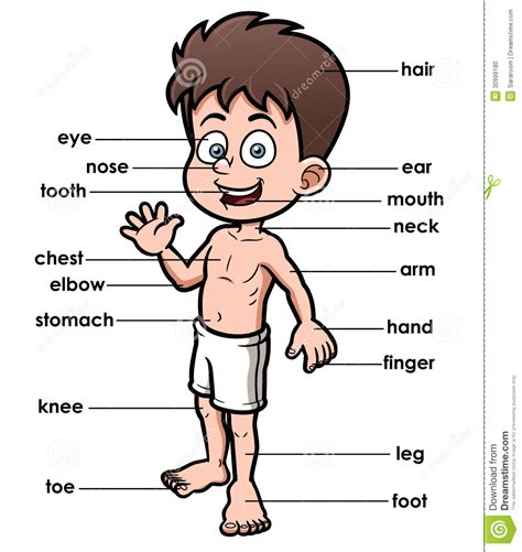 This parts of the human body vector line icons clipart image #1307928 is available for download on clipart.com. Vocabulary Part Of Body Stock Photo - Image: 30999180