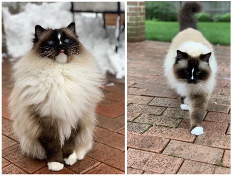 The breed is carefully bred to produce large affectionate animals in three patterns, two with white (mitted and bicolor) and one with no white (colorpoint). Why is My Ragdoll Cat Changing Color? - Floppycats