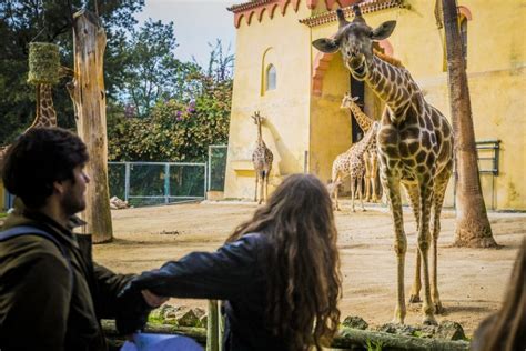 Após Dois Meses Fechado Jardim Zoológico De Lisboa Reabre Com Novas Regras