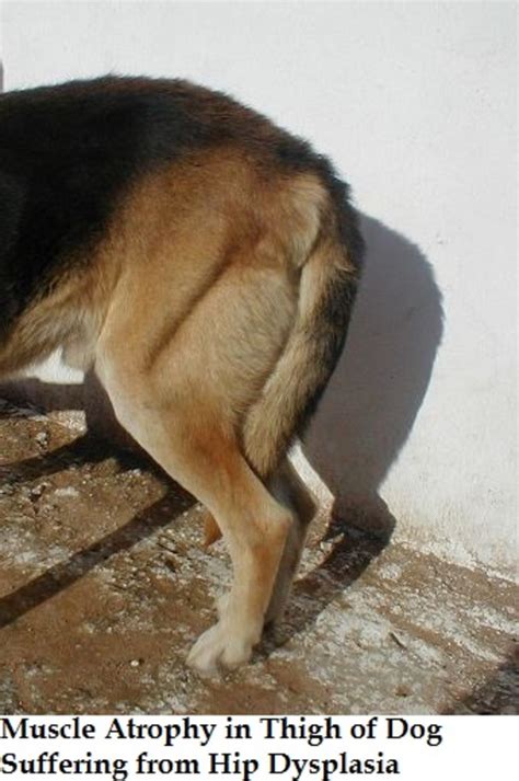 If you're on the lookout for foods that can help lower your risk. dog muscle atrophy - Dogs Health Problems