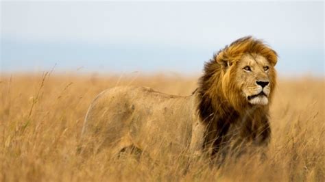 Where To See The Big Five In Kenya Big 5 Animals In Kenya