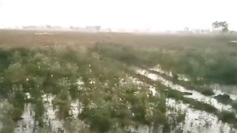 फिरोजाबाद बेमौसम बारिश ने बढ़ाई किसानों की चिंता फसलों में नुकसान