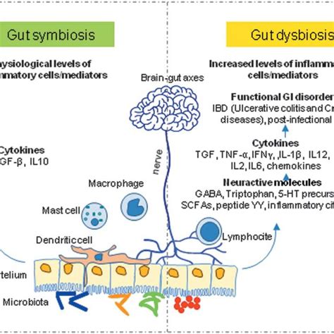 Pdf Gut Microbiota Dysbiosis As Risk And Premorbid Factors Of Ibd And