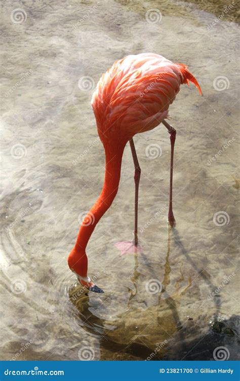 Drinking Flamingo Stock Photo Image Of Live Wildlife 23821700