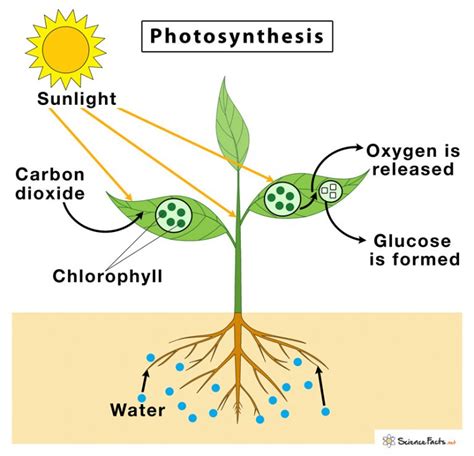 Photosynthesis Definition Steps And Formula With Diagram