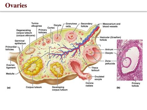 Ppt Reproductive Physiology The Female Reproductive System Powerpoint Presentation Id9725948