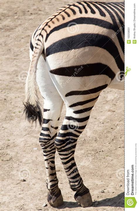 Zebra Hooves Stock Image Image Of Africa Animals Black 102258031