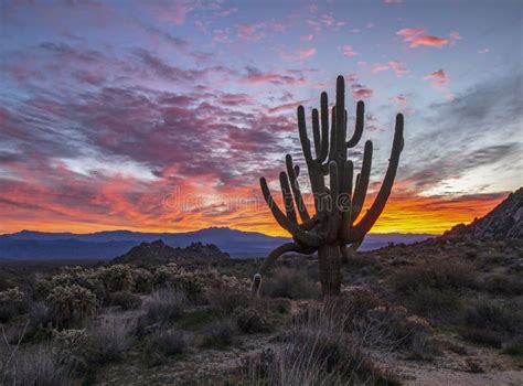 Brilliant Arizona Sunrise With Funky Cactus Near Toms Thumb Trailhead