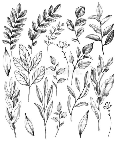 Hand Drawn Leaves Of Wild Plants Set Hand Drawn Set Of Branches And