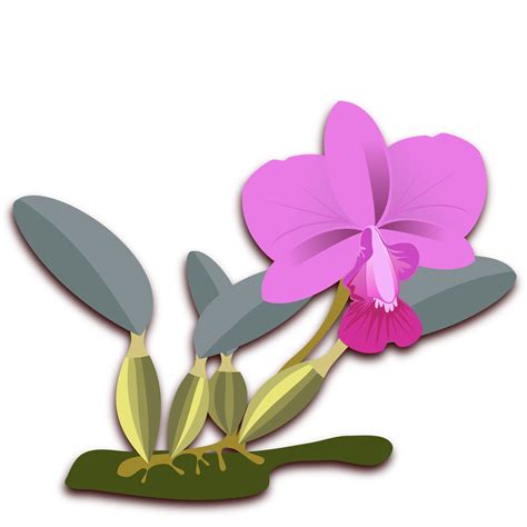 Orchid clipart violet orchid, Orchid violet orchid Transparent FREE for download on ...