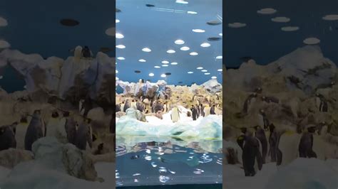 Loro Park Tenerife Пингвины YouTube
