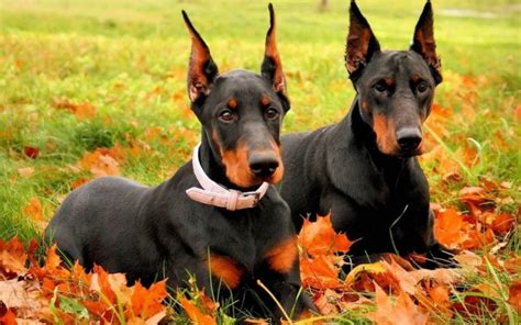 20 Cool Facts You Didnt Know About The Doberman Pinscher