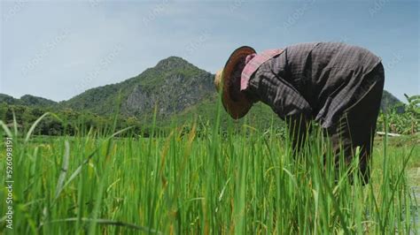 Elderly Farmer Working Uprooting Rice Seedling For Transplanting In Rice Field Farmers Grow