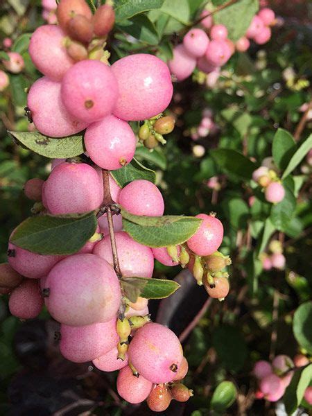 Symphoricarpos × Doorenbosii Mother Of Pearl Snowberry Planting