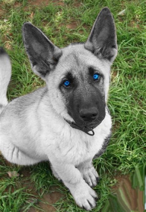 Blue Eyed German Shepherd Puppy Petsidi