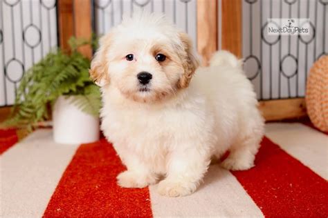 Cinnamon Shichon Shichon Puppy For Sale Near Ft Myers Sw Florida