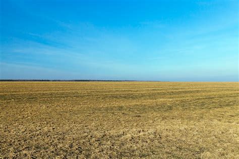 Premium Photo Agricultural Field With Yellowing Grass Dying In The