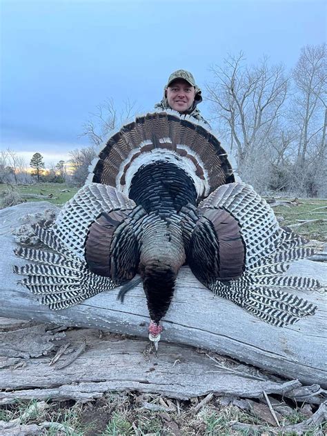 guided merriam s turkey hunts colorado turkey hunting outfitters