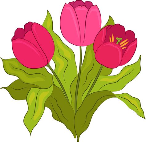 Tulip Clipart Free Download Transparent Png Creazilla